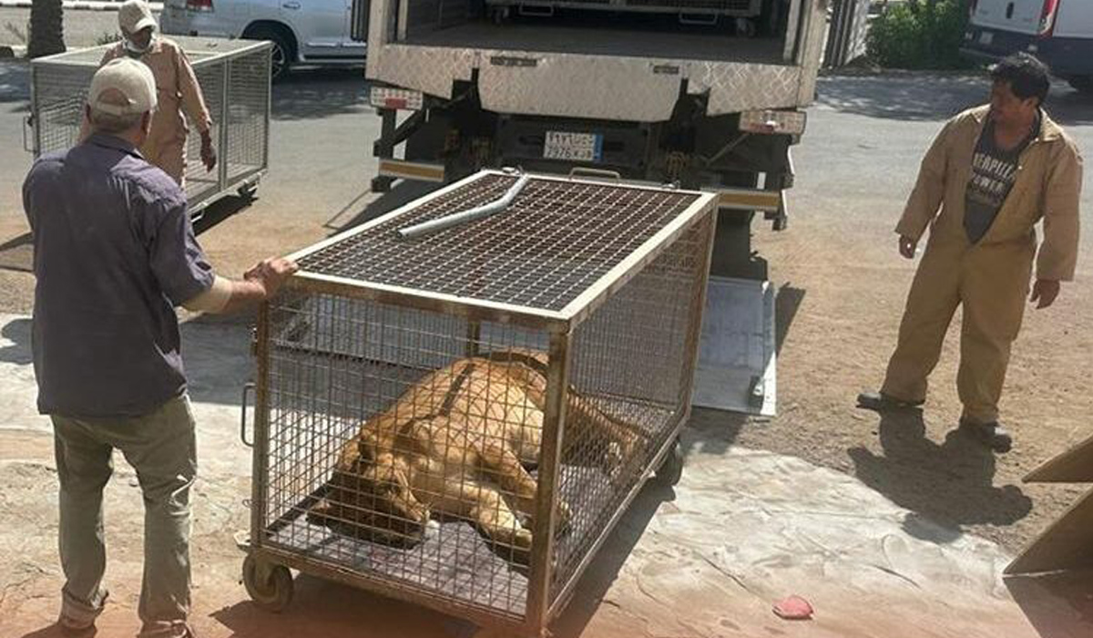 Lion, ostriches among 32 animals seized from expat